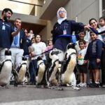 KUWAIT-GOBERNACION DE HAWALLI-PASEO CON PINGÜINOS