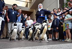 KUWAIT-GOBERNACION DE HAWALLI-PASEO CON PINGÜINOS