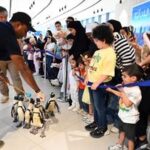 KUWAIT-GOBERNACION DE HAWALLI-PASEO CON PINGÜINOS