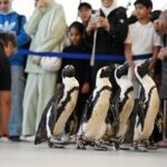 KUWAIT-GOBERNACION DE HAWALLI-PASEO CON PINGÜINOS