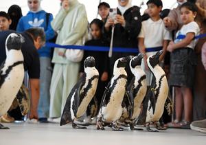 KUWAIT-GOBERNACION DE HAWALLI-PASEO CON PINGÜINOS