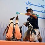 KUWAIT-GOBERNACION DE HAWALLI-PASEO CON PINGÜINOS