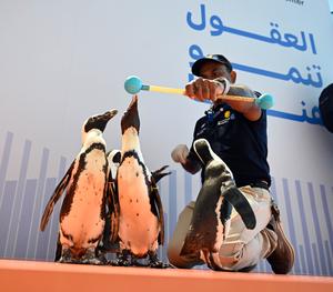 KUWAIT-GOBERNACION DE HAWALLI-PASEO CON PINGÜINOS
