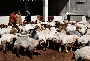 SIRIA-DAMASCO-GANADO-MERCADOS