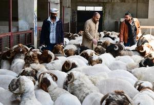 SIRIA-DAMASCO-GANADO-MERCADOS