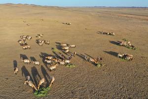 CHINA-XINJIANG-CABALLO DE PRZEWALSKI-REINTRODUCCION A LA VIDA SILVESTRE