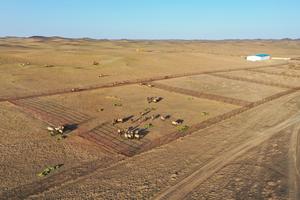 CHINA-XINJIANG-CABALLO DE PRZEWALSKI-REINTRODUCCION A LA VIDA SILVESTRE