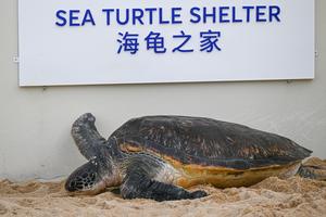 CHINA-HAINAN-SANYA-REFUGIO DE TORTUGAS MARINAS-PROTECCION DE TORTUGAS