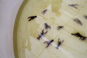 CHINA-JIANGSU-XUYI-CANGREJO DE RIO-INDUSTRIA