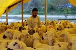 TURQUIA-ANKARA-EID AL-ADHA-MERCADO DE GANADO