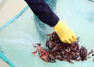 CHINA-JIANGSU-XUYI-CANGREJO DE RIO-INDUSTRIA