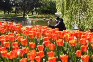 AUSTRIA-VIENA-TULIPAN