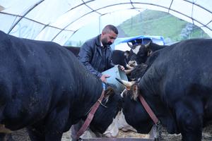 TURQUIA-ANKARA-EID AL-ADHA-MERCADO DE GANADO