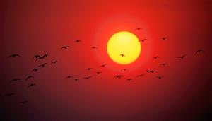 CHINA-HEILONGJIANG-HARBIN-AVES MIGRATORIAS