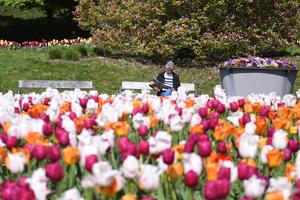 AUSTRIA-VIENA-TULIPAN