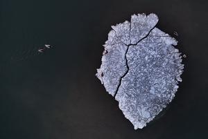 CHINA-HEILONGJIANG-HARBIN-AVES MIGRATORIAS