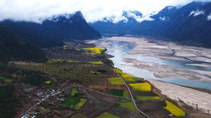 CHINA-XIZANG-FLORES-FLORACION