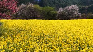 CHINA-XIZANG-FLORES-FLORACION