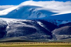 CHINA-XIZANG-ANTILOPES TIBETANOS-MIGRACION