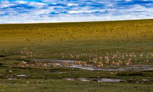 CHINA-XIZANG-ANTILOPES TIBETANOS-MIGRACION
