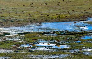 CHINA-XIZANG-ANTILOPES TIBETANOS-MIGRACION