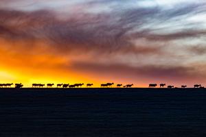 CHINA-XIZANG-ANTILOPES TIBETANOS-MIGRACION