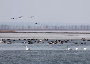 CHINA-LIAONING-KANGPING-AVES MIGRATORIAS