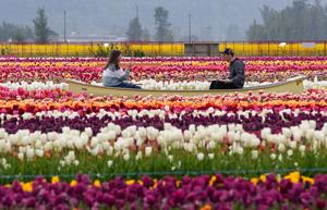 CANADA-ABBOTSFORD-FESTIVAL DE TULIPANES