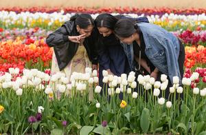 CANADA-ABBOTSFORD-FESTIVAL DE TULIPANES
