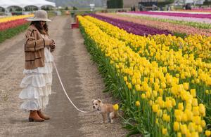 CANADA-ABBOTSFORD-FESTIVAL DE TULIPANES