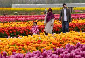 CANADA-ABBOTSFORD-FESTIVAL DE TULIPANES