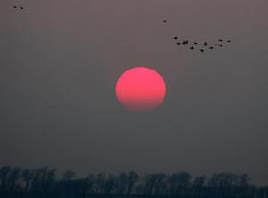 CHINA-LIAONING-KANGPING-AVES MIGRATORIAS