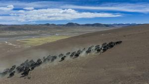 CHINA-XIZANG-GLACIAR ZANGSER KANGRI-DIA MUNDIAL DE LOS GLACIARES