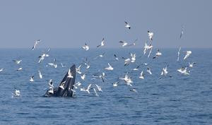 CHINA-GUANGXI-CONSERVACION-TURISMO