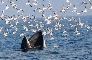CHINA-GUANGXI-CONSERVACION-TURISMO