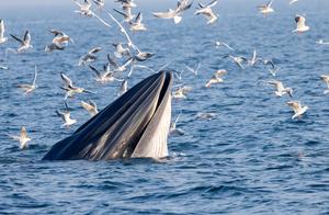 CHINA-GUANGXI-CONSERVACION-TURISMO