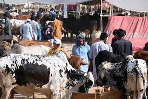 PAKISTAN-ISLAMABAD-EID AL-ADHA-MERCADO DE GANADO
