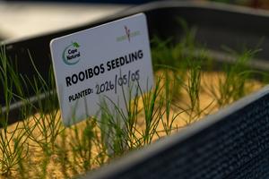 SUDAFRICA-CIUDAD DEL CABO-SEMILLAS DE ROOIBOS-MISION ESPACIAL