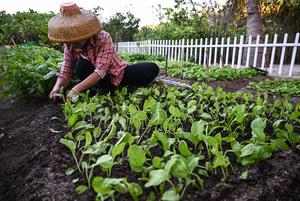 CHINA-HAINAN-ISLA ZHAOSHU-LOGROS ECOLOGICOS