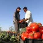 IRAK-BAGDAD-COSECHA DE TOMATE