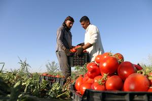 IRAK-BAGDAD-COSECHA DE TOMATE