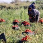 IRAK-BAGDAD-COSECHA DE TOMATE