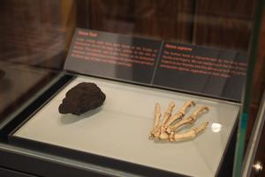 SUDAFRICA-GAUTENG-CUNA DE LA HUMANIDAD