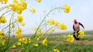 CHINA-SHANDONG-PRIMAVERA-AGRICULTURA