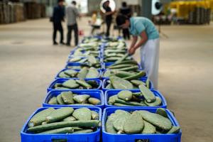 CHINA-YUNNAN-WENSHAN-INDUSTRIA DE CACTUS