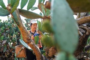 CHINA-YUNNAN-WENSHAN-INDUSTRIA DE CACTUS