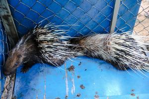 CAMBOYA-SIEM REAP-PUERCOESPINES SALVAJES-LIBERACION