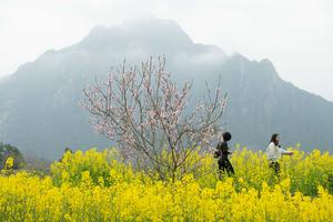 CHINA-ANHUI-XUANCHENG-FLOR DE COLZA-PAISAJE