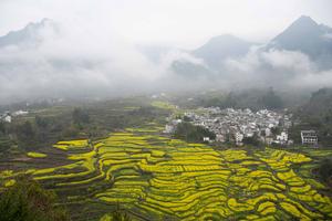CHINA-ANHUI-XUANCHENG-FLOR DE COLZA-PAISAJE