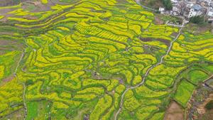 CHINA-ANHUI-XUANCHENG-FLOR DE COLZA-PAISAJE